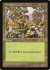 Image for Forest (White Flowers Right) (Mirage) - Magic: The Gathering