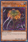 Image for Ibicella Lutea (Valiant Smashers) (VASM-EN052) - YuGiOh