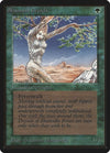 Image for Shanodin Dryads (Beta Edition) - Magic: The Gathering