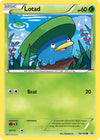 Image for Lotad (XY - Primal Clash) (10/160) - Pokemon